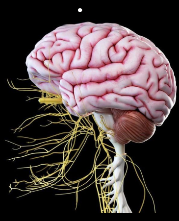 Neurociência e Psicanálise 1 